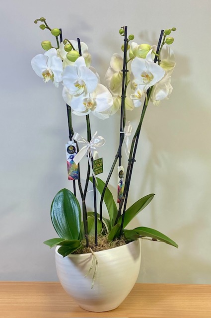 White Οrchid phalaenopsis
