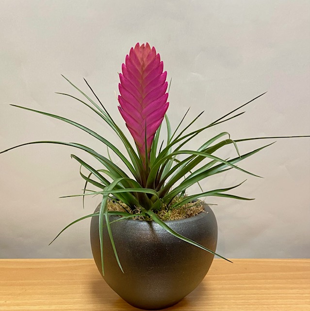 Tillandsia