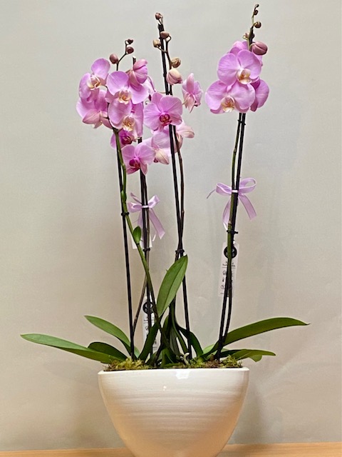 PINK DOUBLE ORCHID