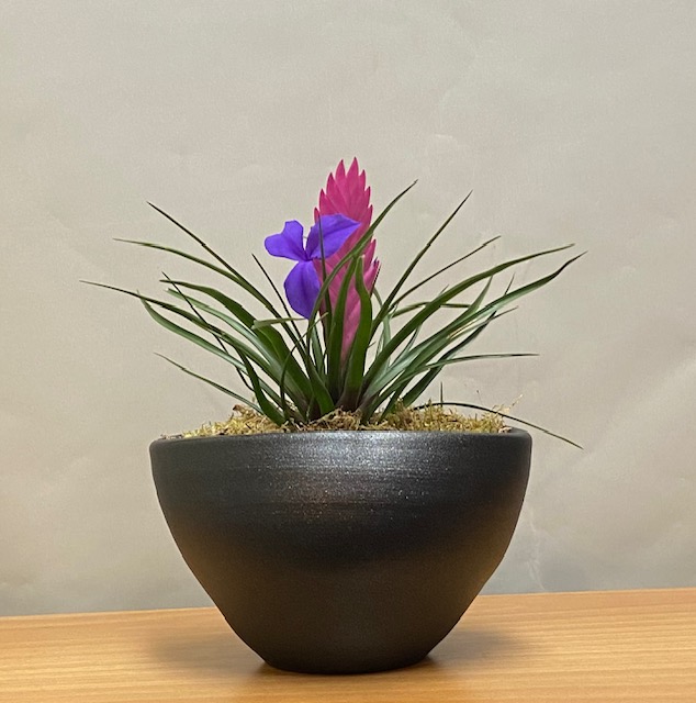 Tillandsia