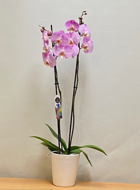 PINK ORCHID