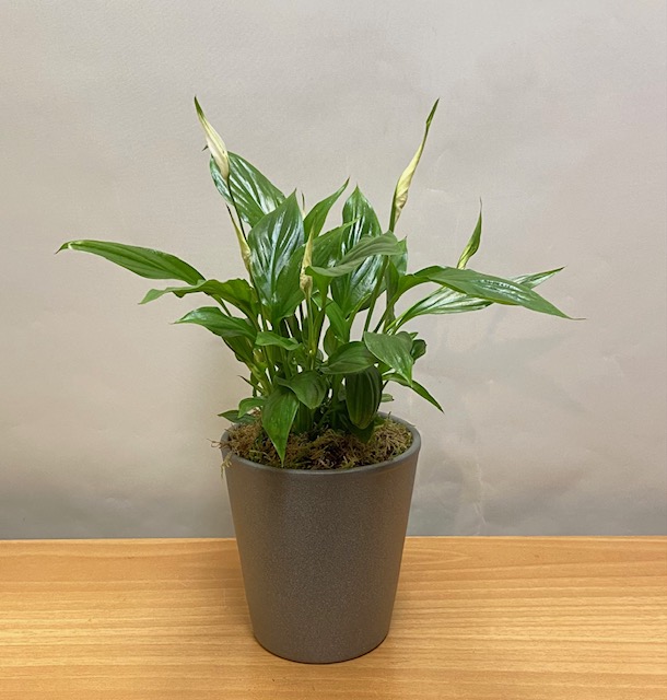 Mini spathiphyllum in a pot