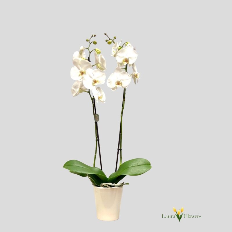 orchid phanalops