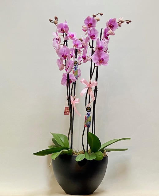 PINK-LILAC ORCHID