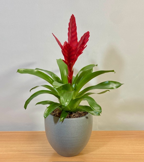 RED VRIESEA PLANT