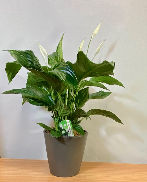 SPATHIPHYLLUM PLANT