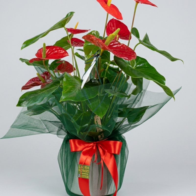 Anthurium