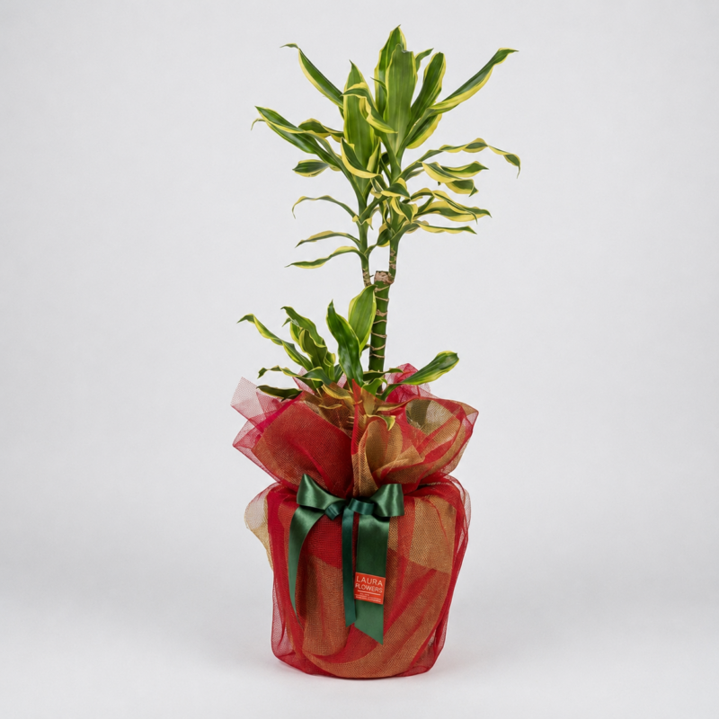 Dracaena fragrans Lemon Lime