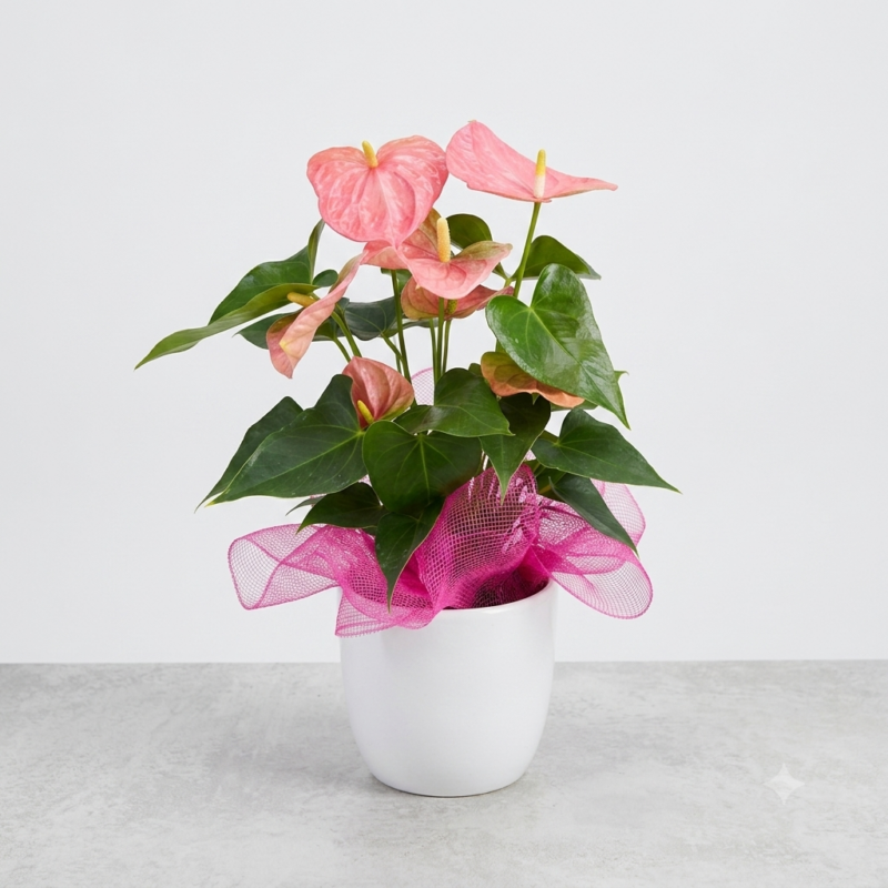 Pink Anthurium